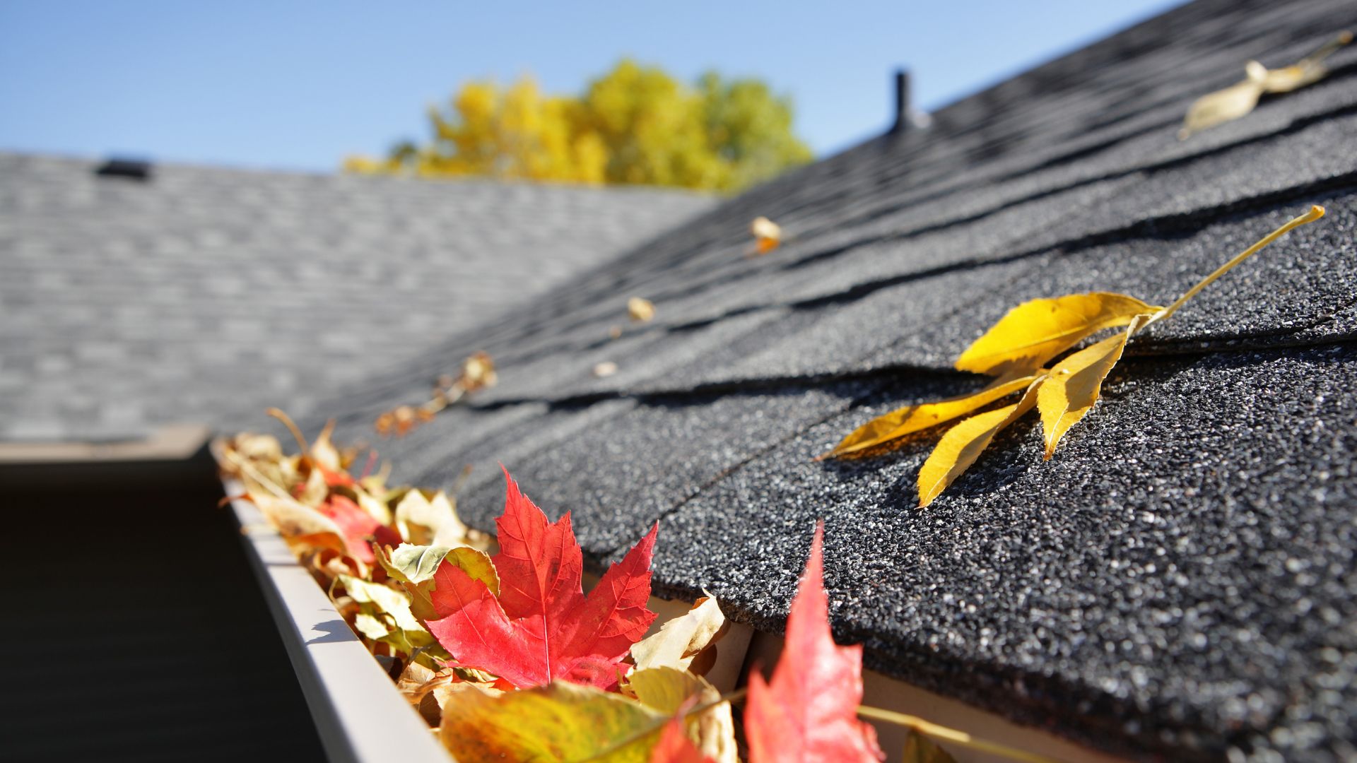 A leaf laying on the roof of a house